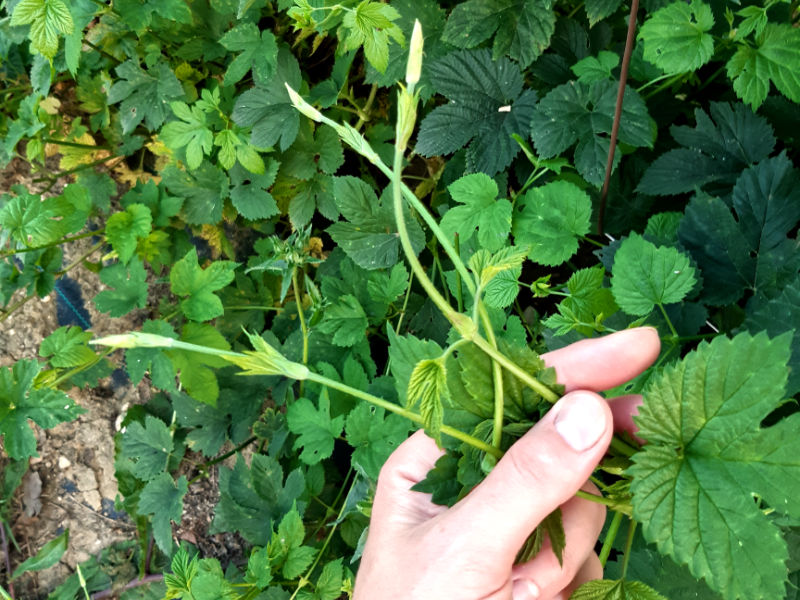 Cimette di luppolo bruscandoli ad Osimo presso Azienda Agraria Elena Spinsanti