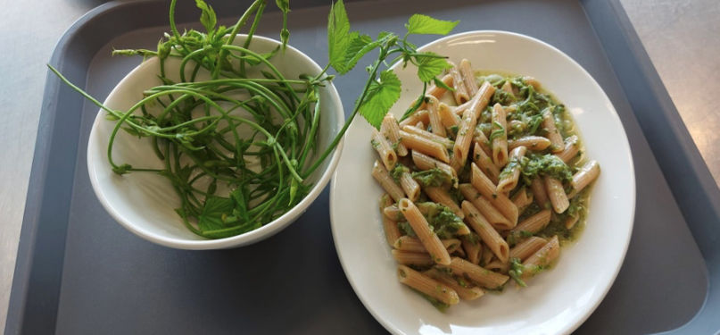 Primo piatto a base di luppolo - Pennette al luppolo e zucchine